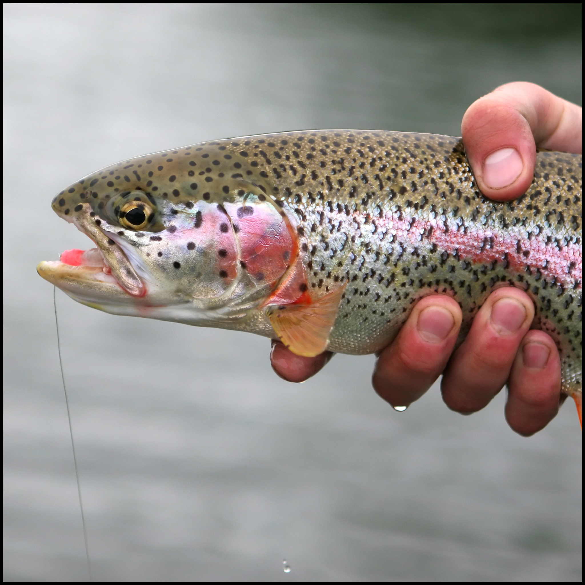 Trout and Salmon