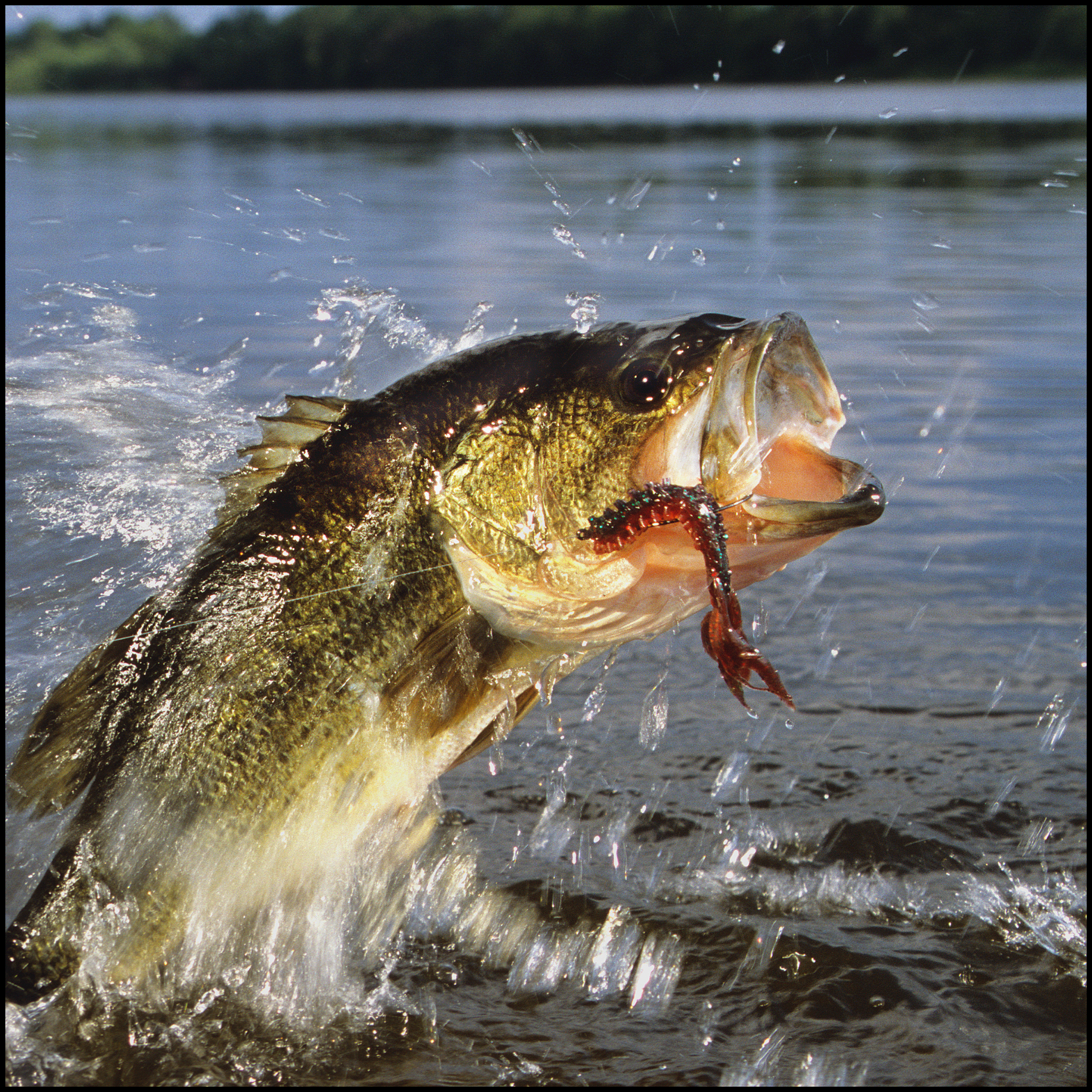 Bass