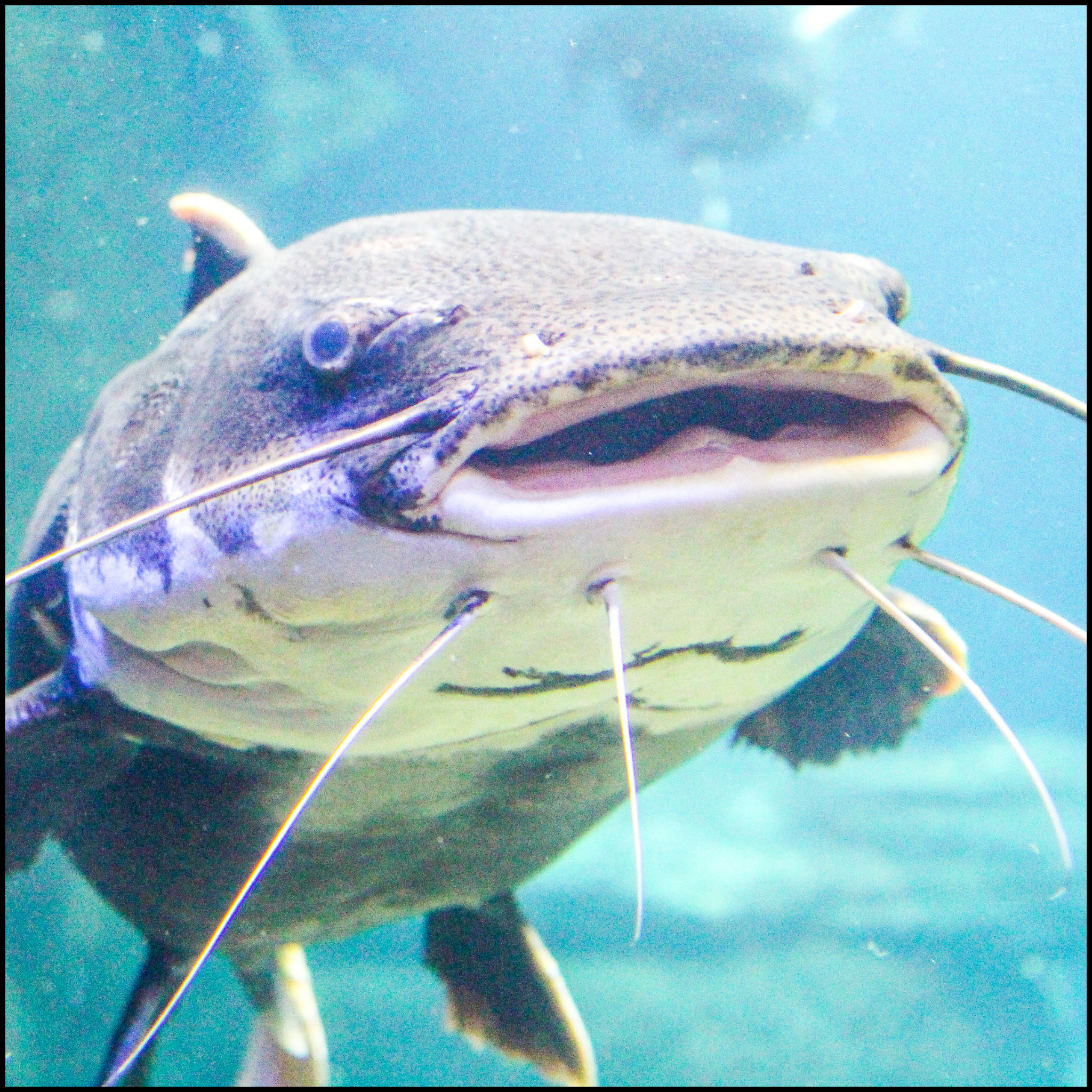 Catfish