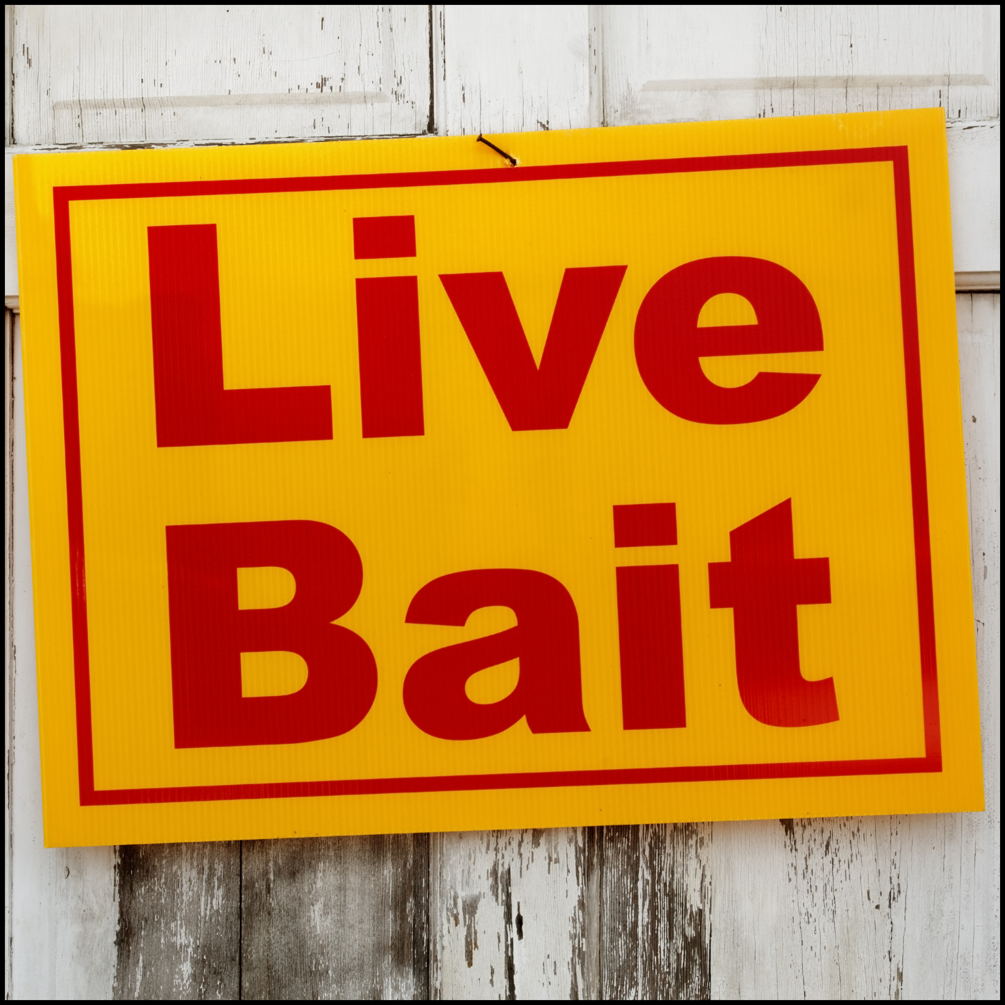 Live Bait