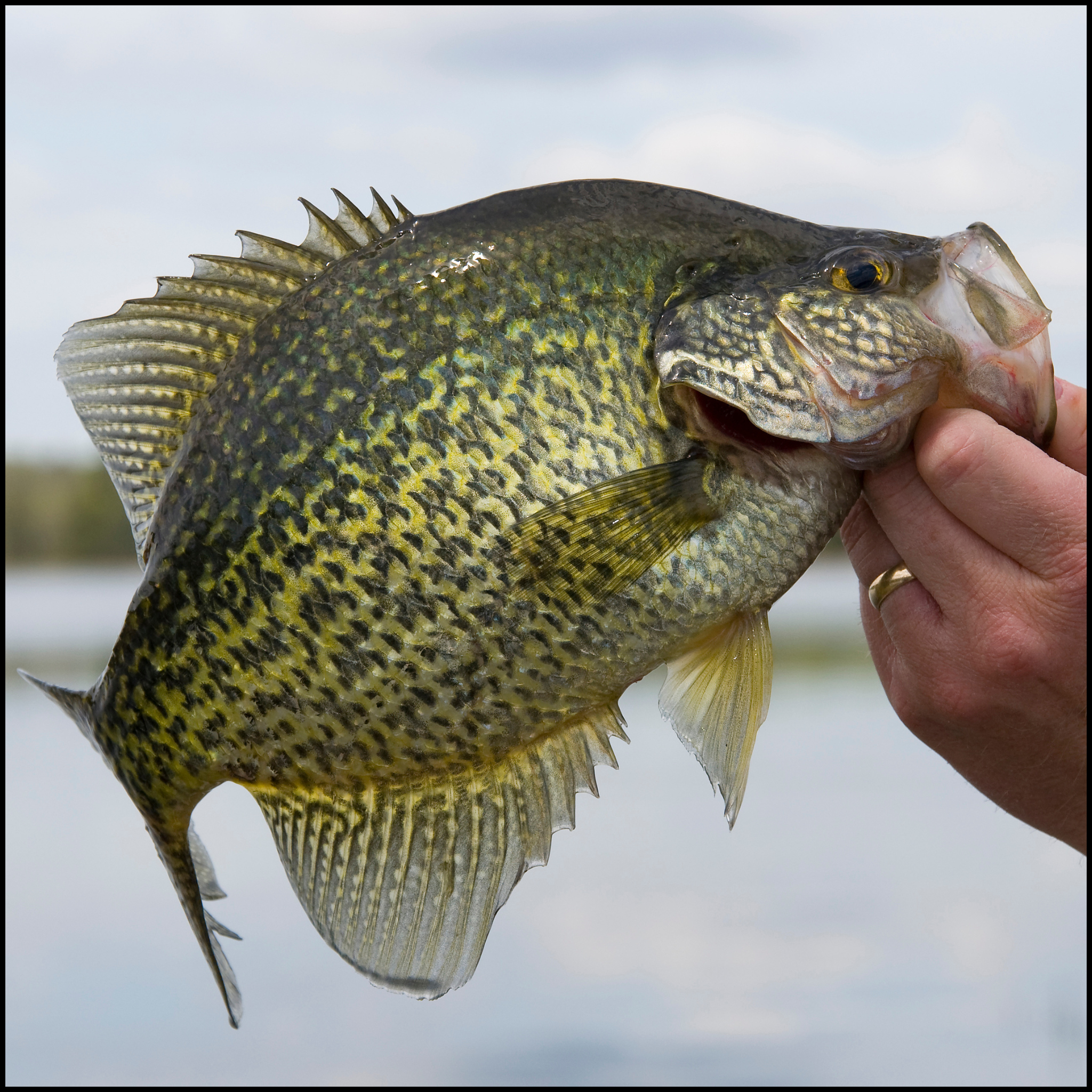Panfish