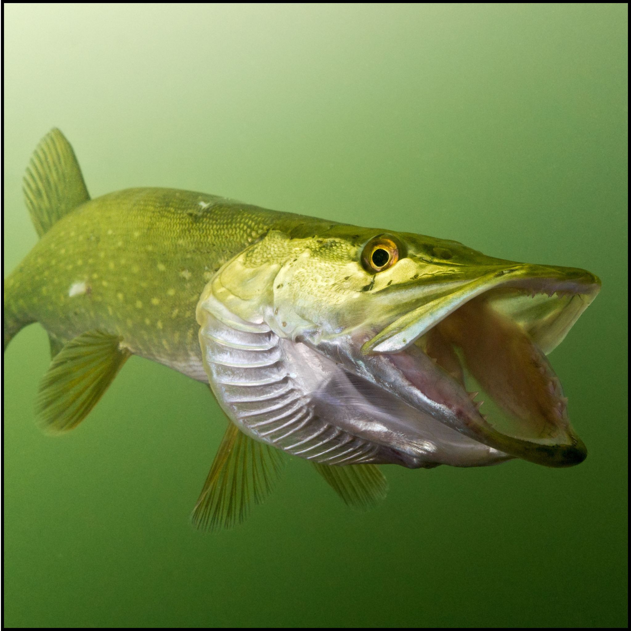 Predator Fish