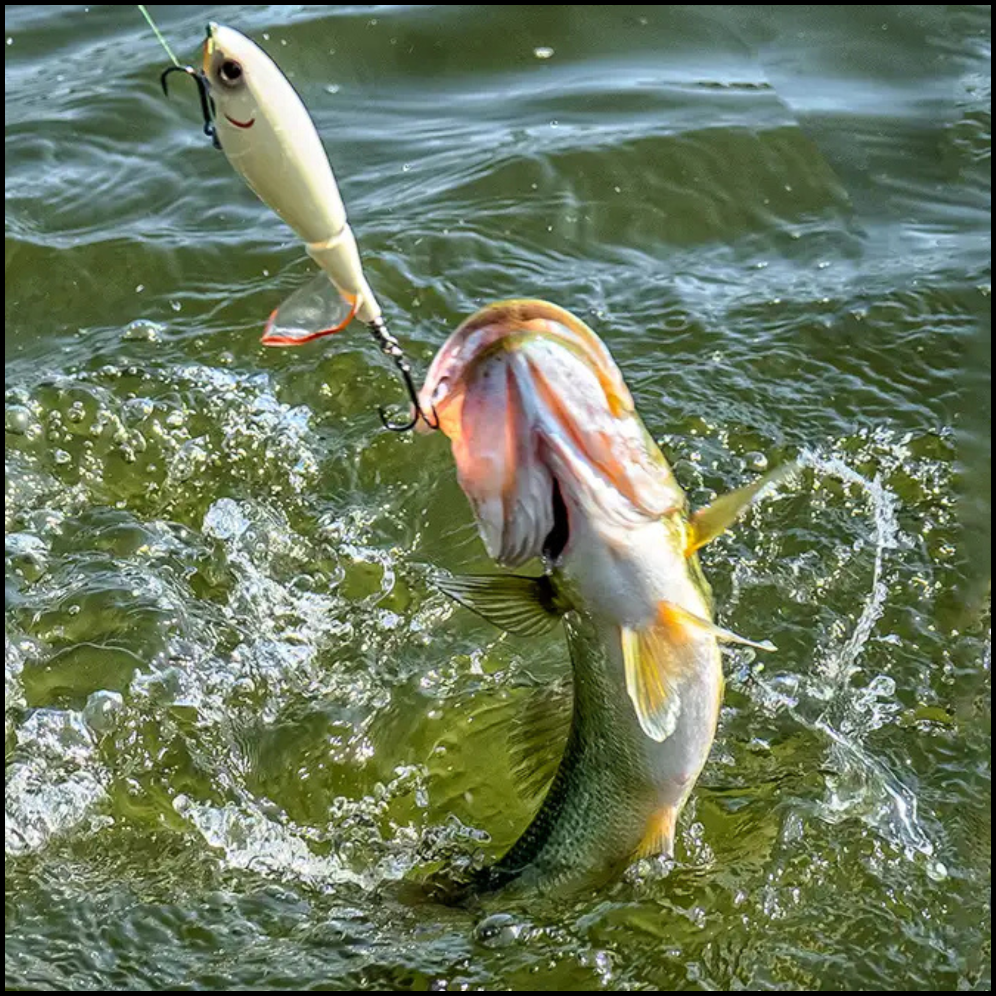 Topwater Baits
