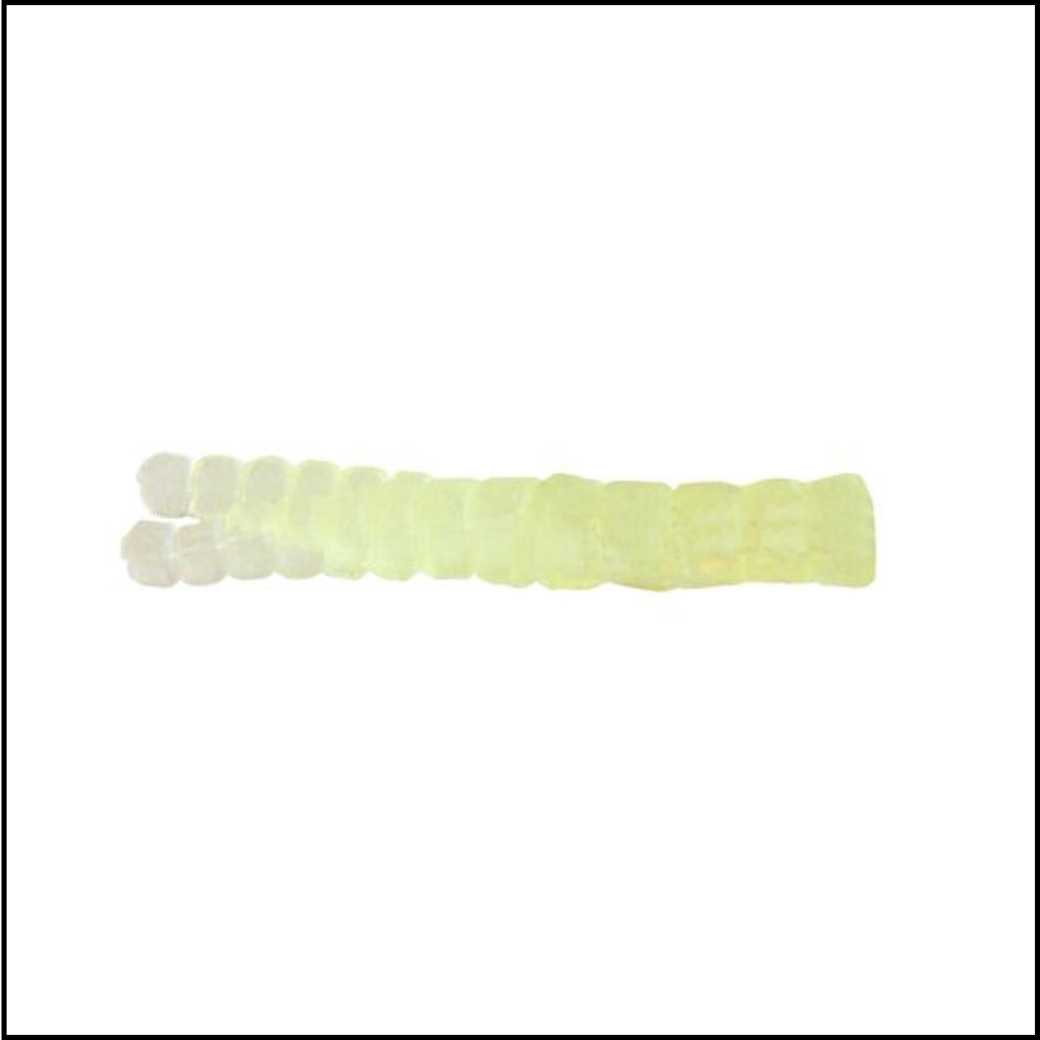 Trout Magnet 50pc Pack